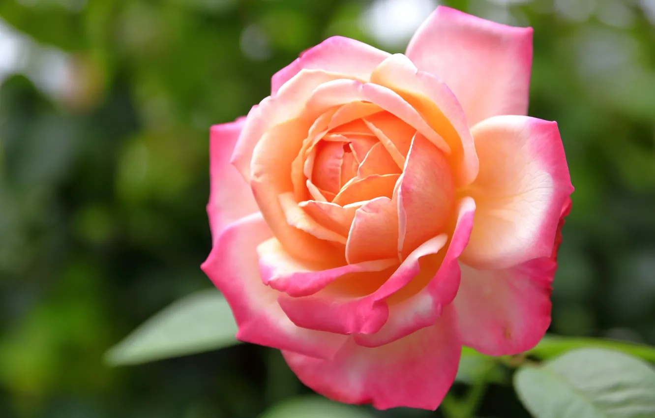 Photo wallpaper macro, roses, petals, buds