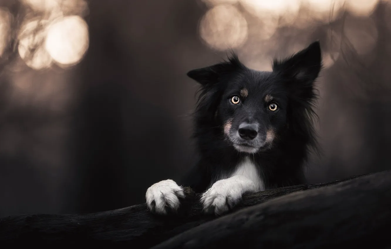Photo wallpaper look, face, the dark background, portrait, dog, paws, puppy, black