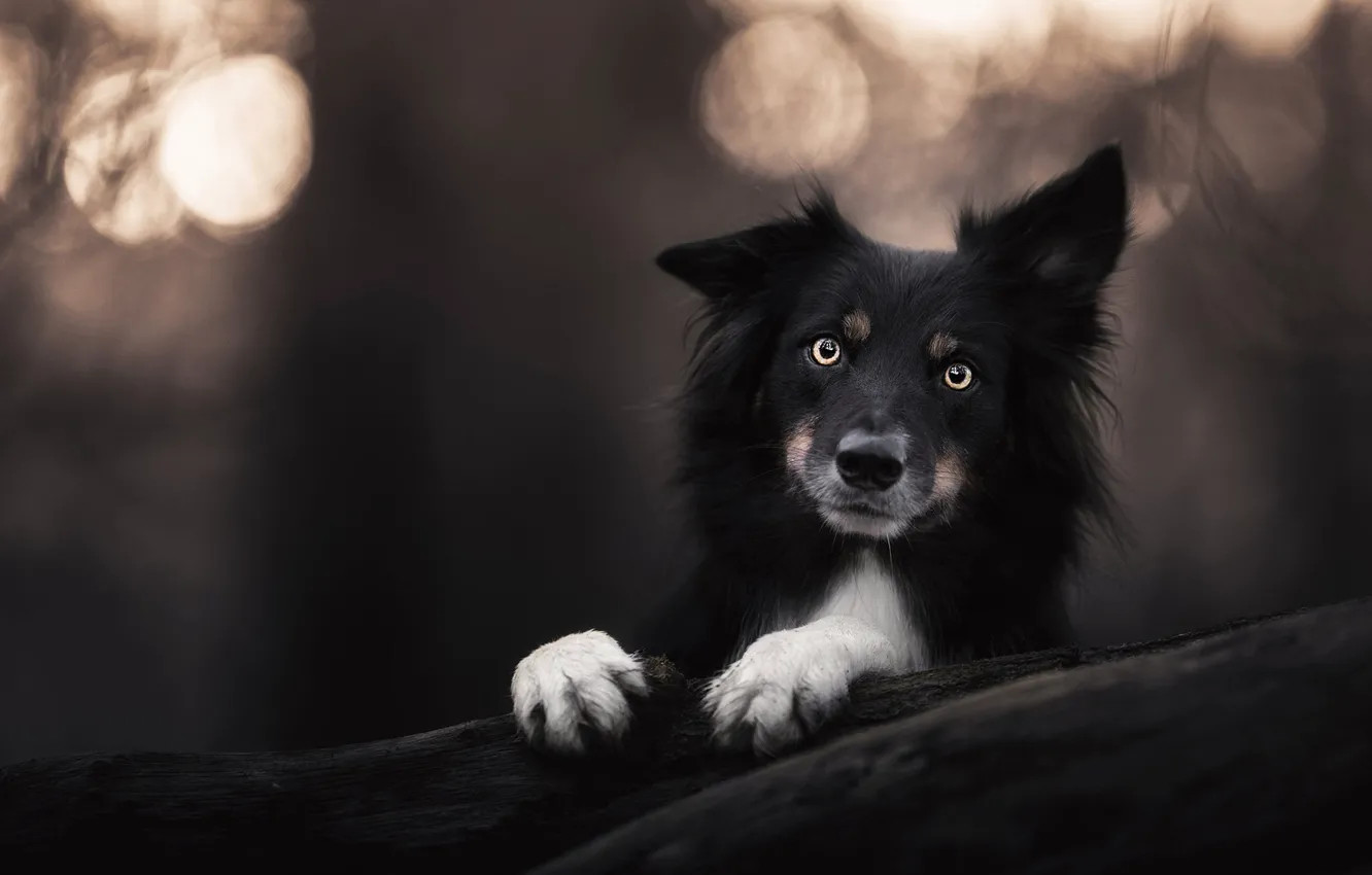 Photo wallpaper look, face, the dark background, black, portrait, dog, paws, puppy