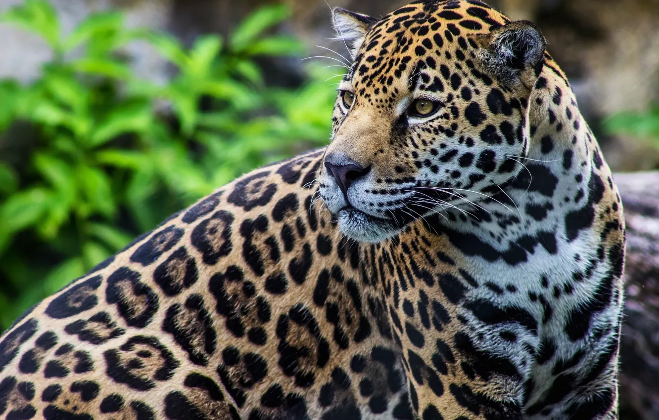 Photo wallpaper predator, spot, Jaguar, wild cat