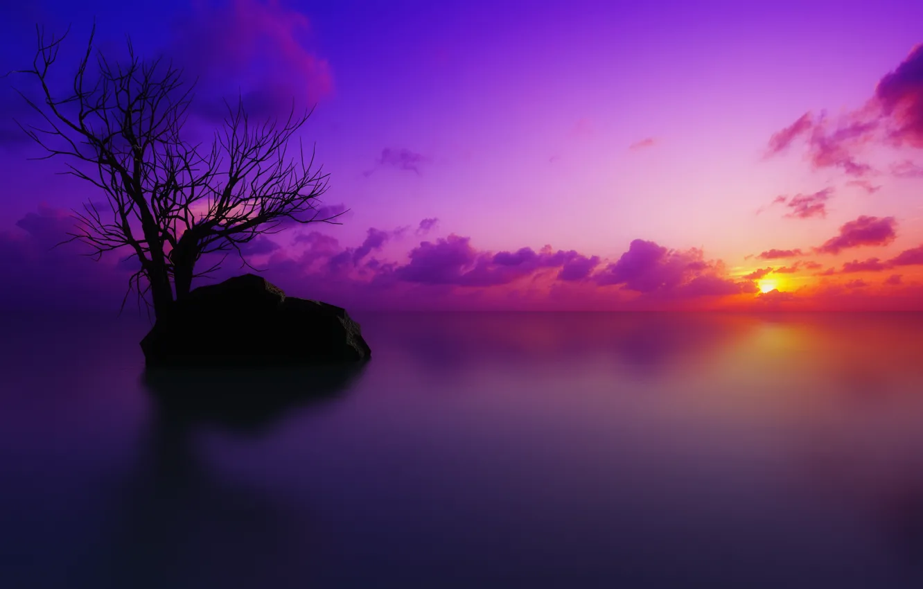Photo wallpaper sunset, tree, color
