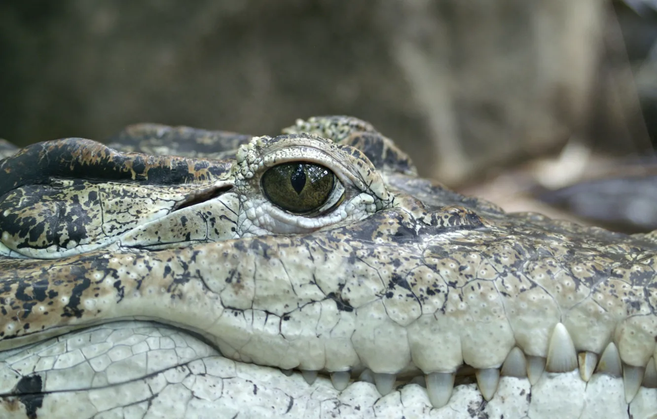 Photo wallpaper reptile, alligator, scales