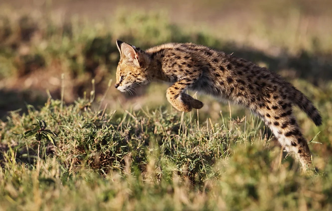 Photo wallpaper jump, Africa, Kenya, Serval, Leptailurus serval, shrub COSC
