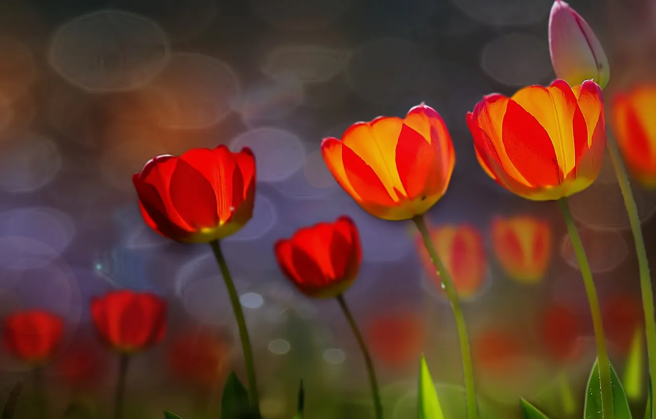Photo wallpaper flowers, spring, tulips