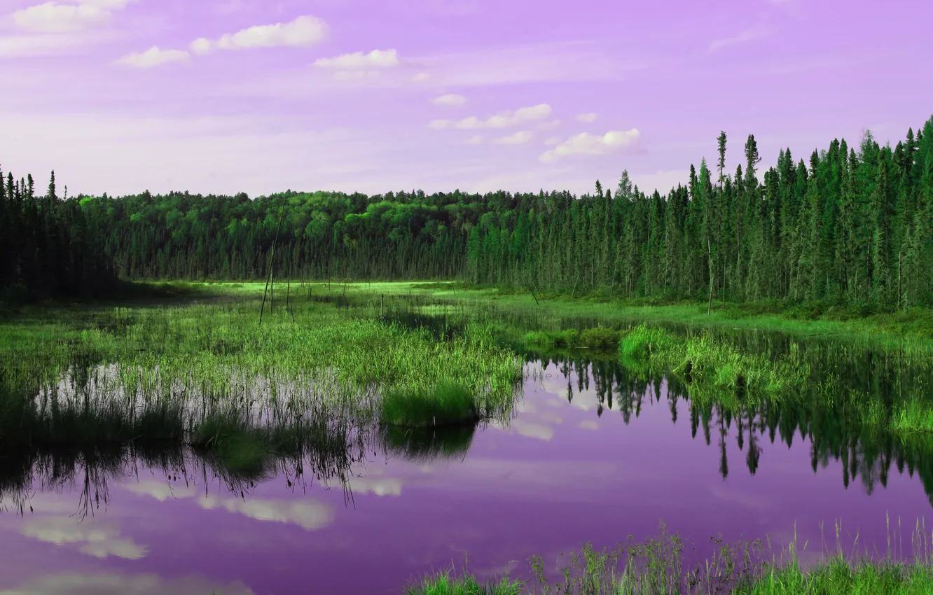 Photo wallpaper forest, the sky, grass, clouds, trees, river, glow