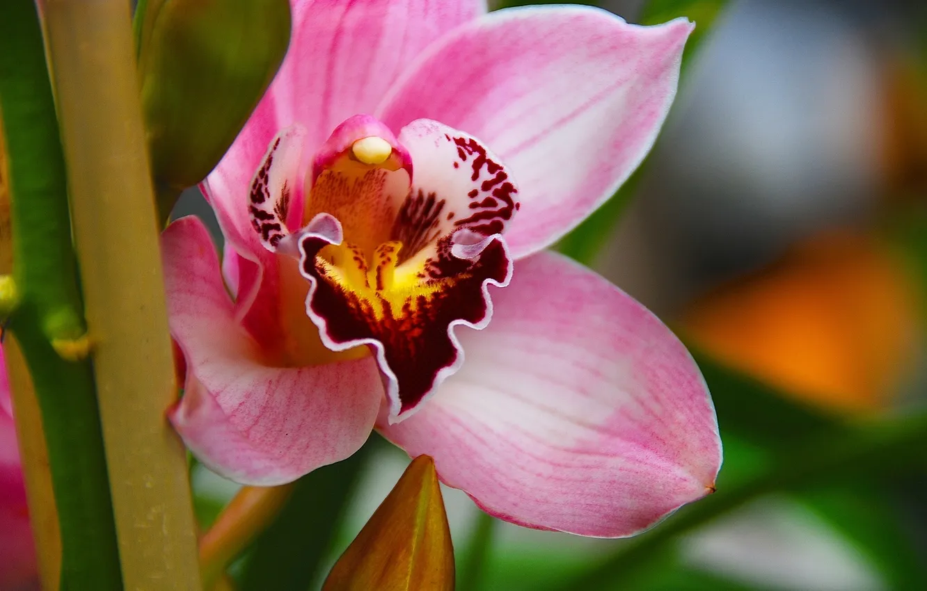 Photo wallpaper macro, exotic, Orchid