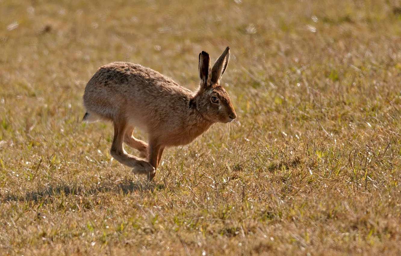 Photo wallpaper grass, glade, hare, jump, hare