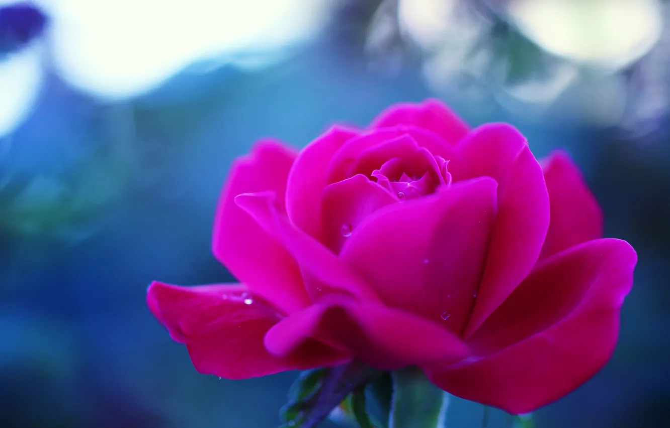 Photo wallpaper flowers, Wallpaper, roses, blue background