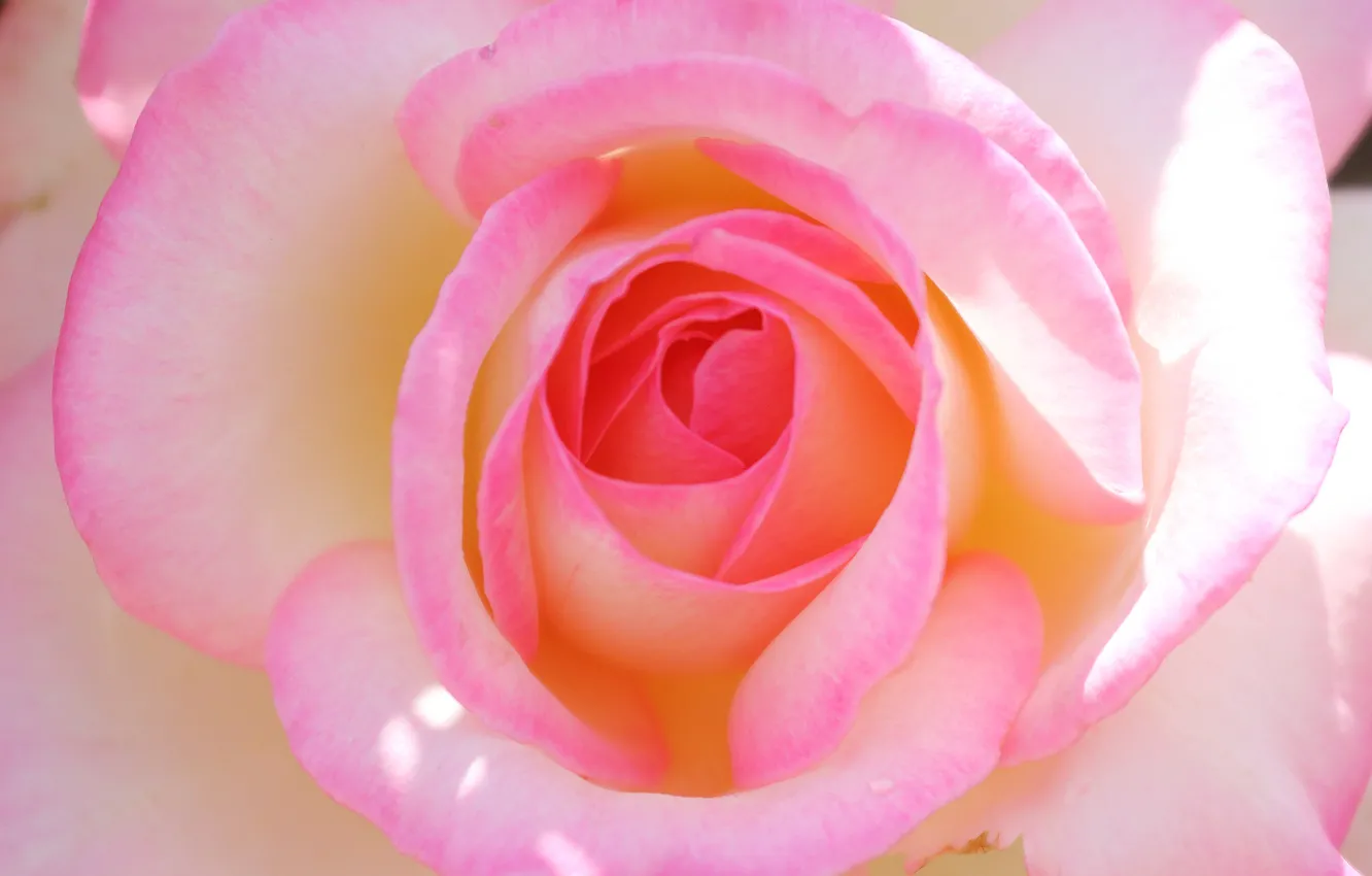 Photo wallpaper flowers, roses, petals