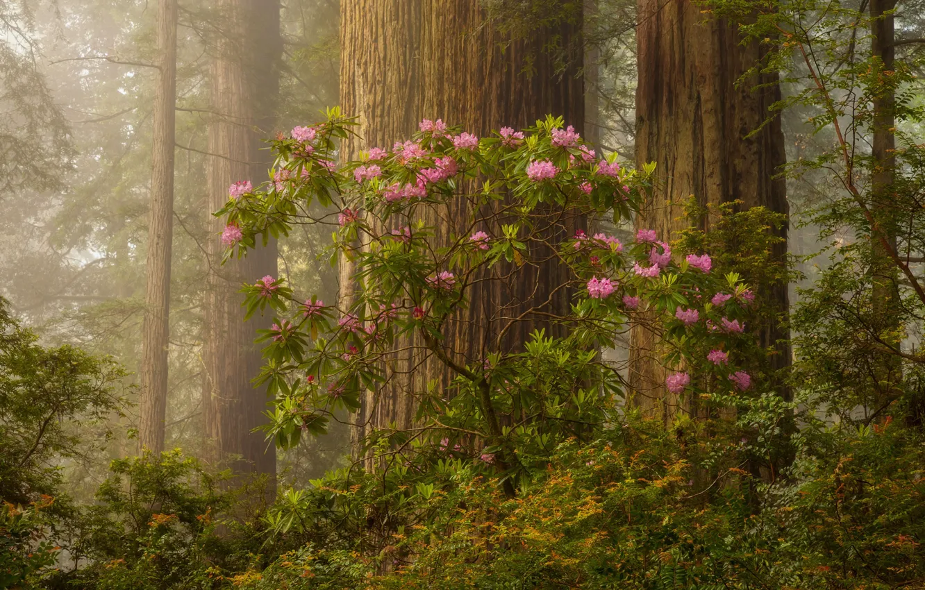 Photo wallpaper forest, trees, morning, flowering, Doug Shearer