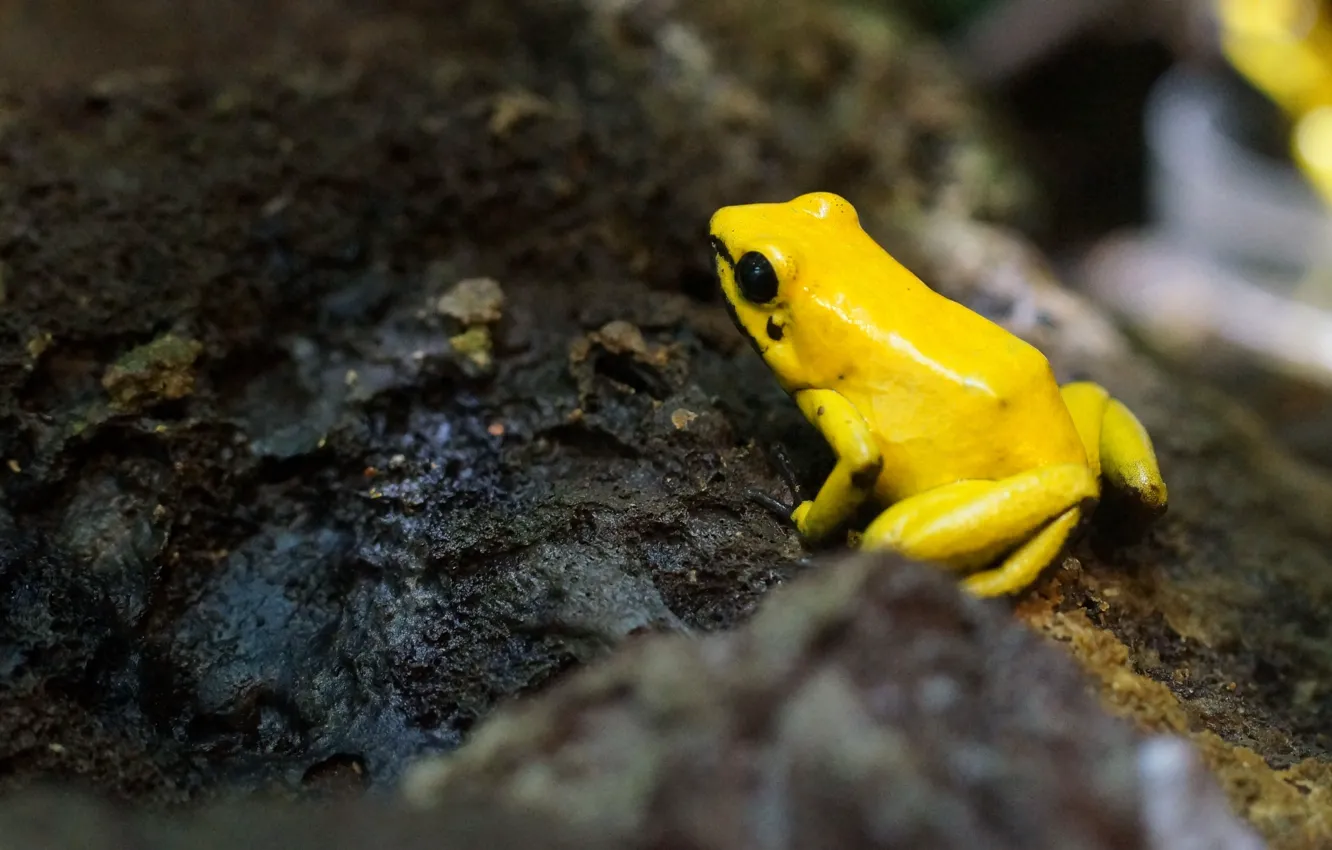 Photo wallpaper frog, moss, moisture, yellow frog