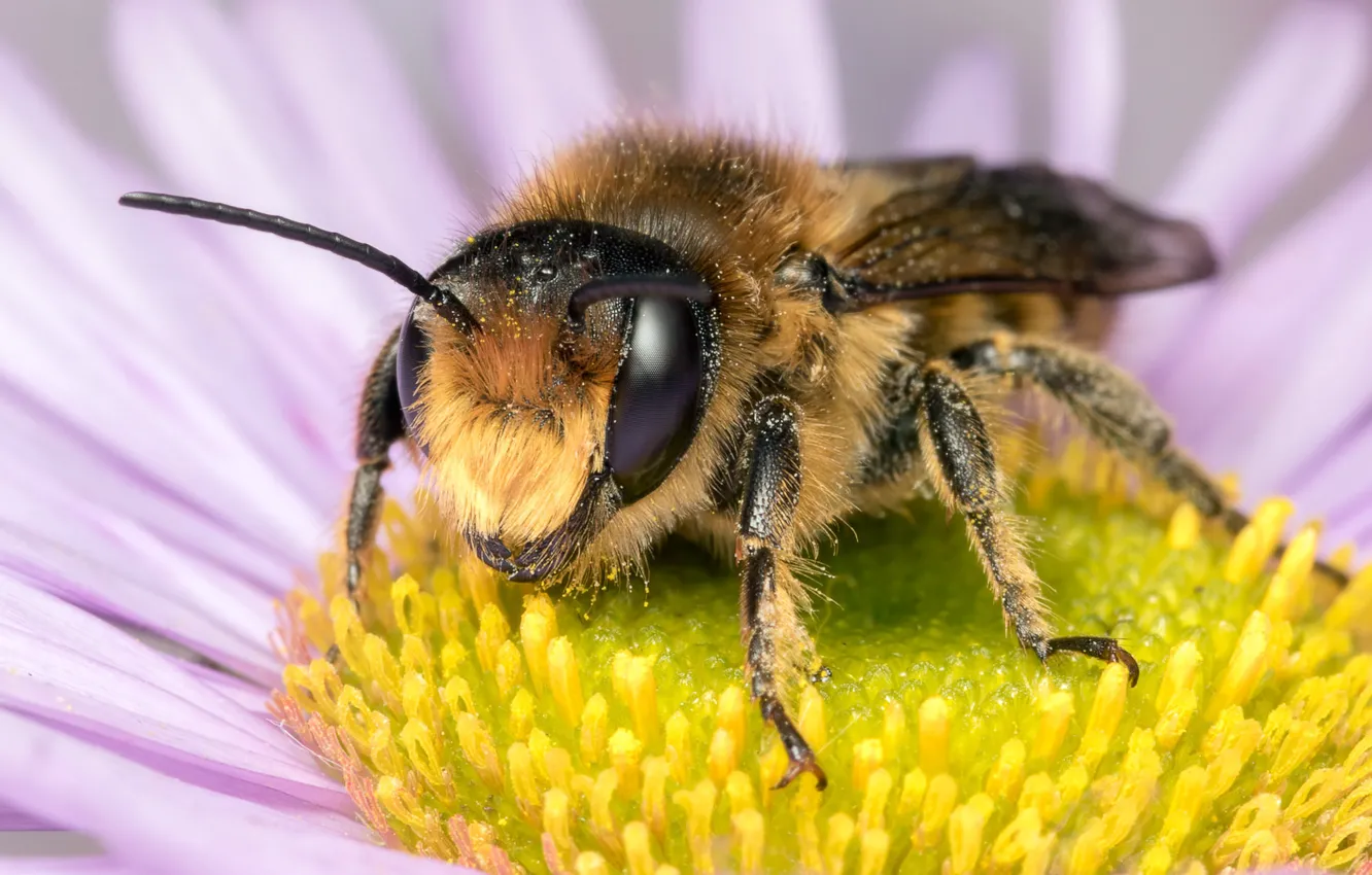 Photo wallpaper flower, eyes, macro, bee, background, pollen, legs, petals