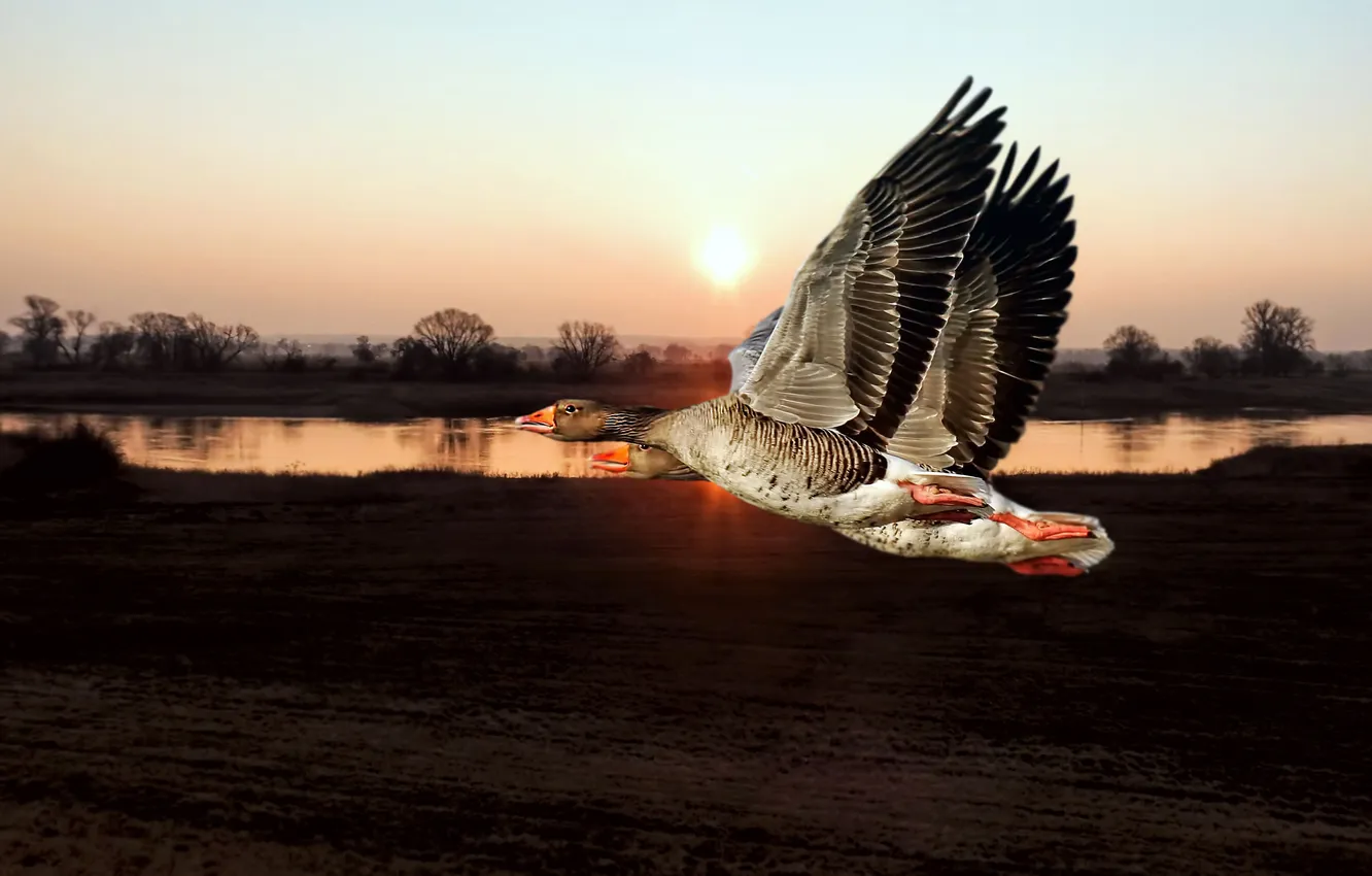 Photo wallpaper field, the sky, the sun, rays, light, flight, grey, bird