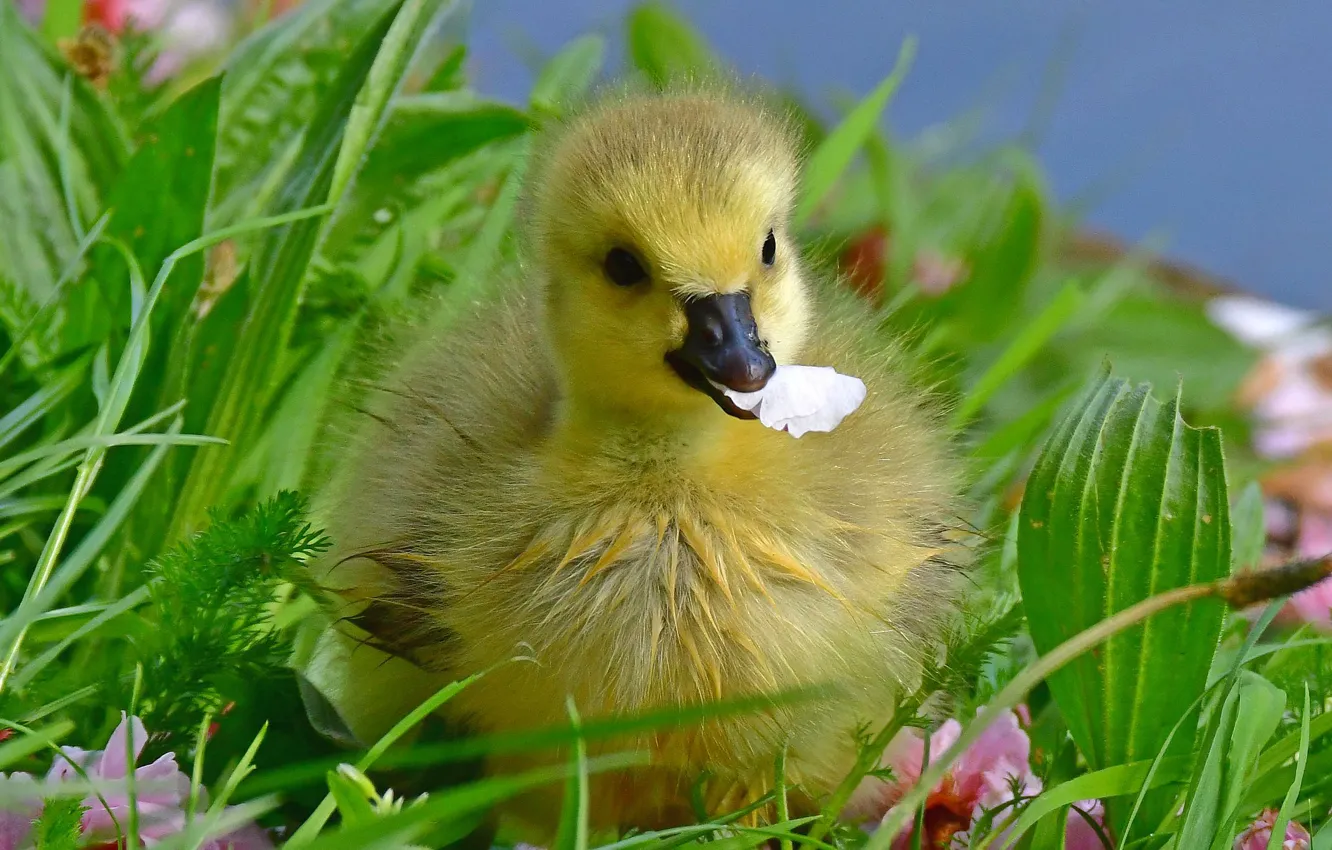 Photo wallpaper grass, chick, Gosling