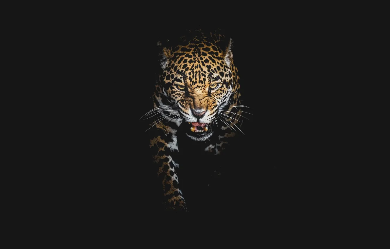 Photo wallpaper leopard, black background, big cats