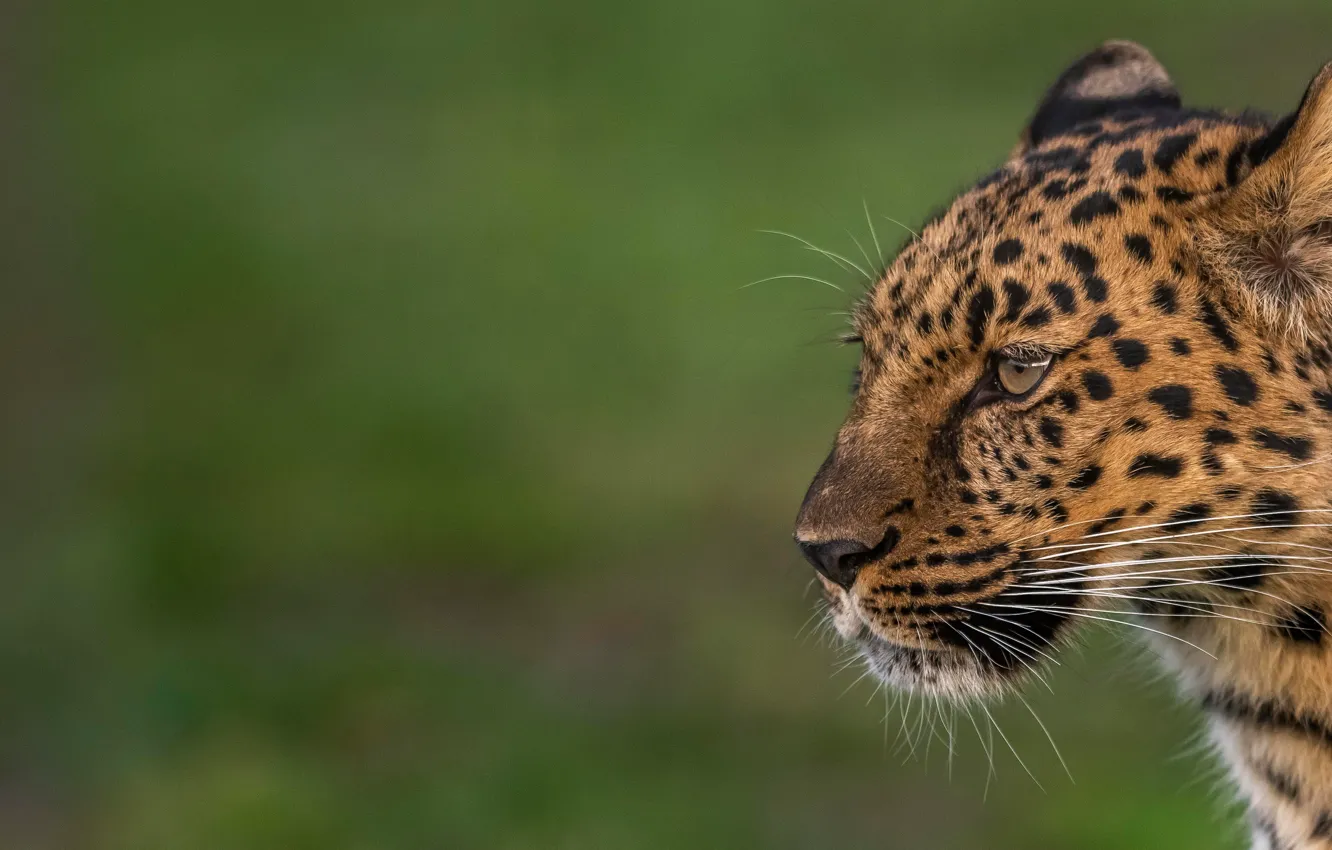 Photo wallpaper face, background, portrait, leopard, profile, wild cat