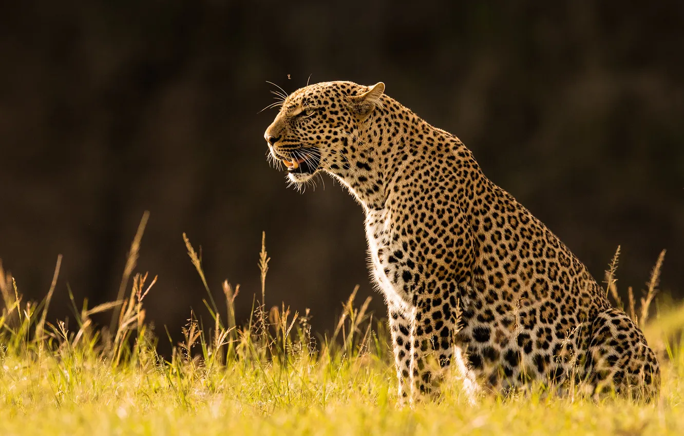 Photo wallpaper grass, look, face, glade, leopard, grin