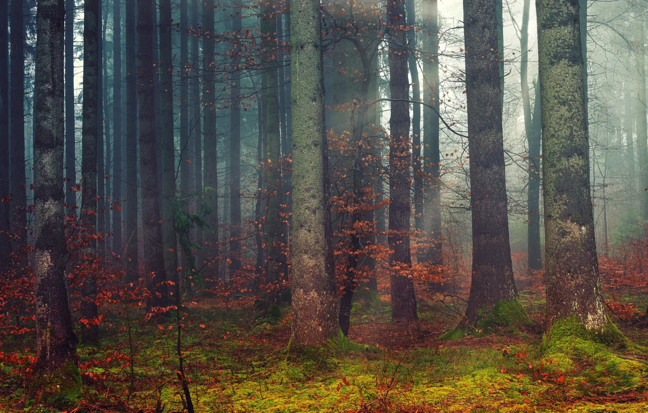 Photo wallpaper autumn, forest, trees, branches, fog, trunks, foliage, morning