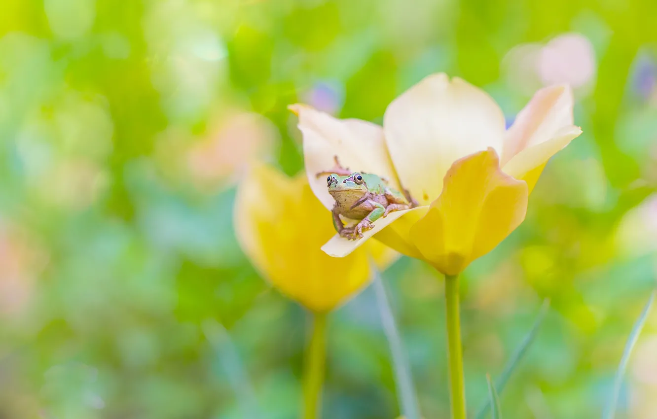 Photo wallpaper flower, macro, yellow, green, background, Tulip, frog, blur