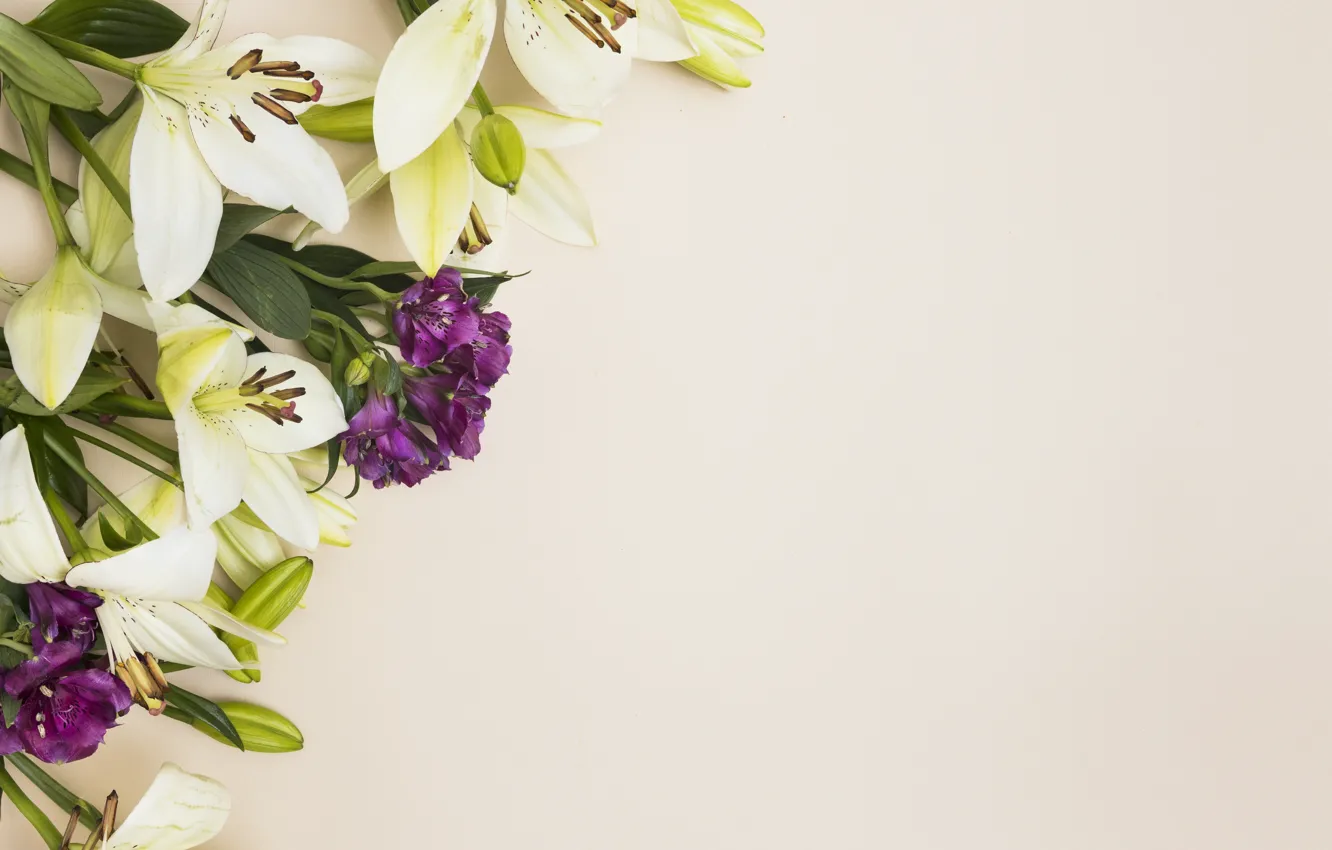 Photo wallpaper flowers, background, Lily, white, buds, Alstroemeria