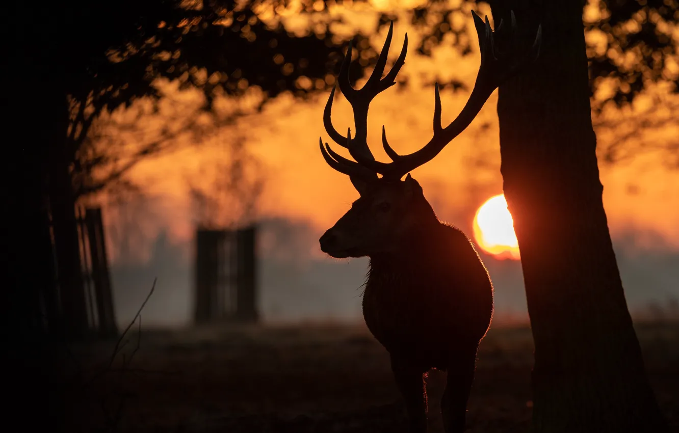 Photo wallpaper face, the sun, sunset, branches, Park, deer, silhouette, horns