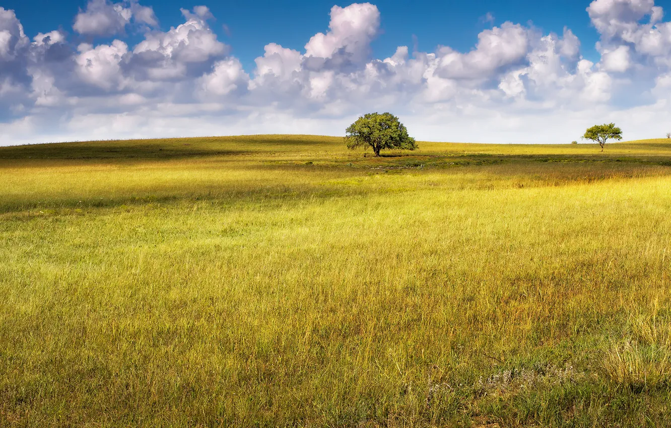 Photo wallpaper field, summer, trees
