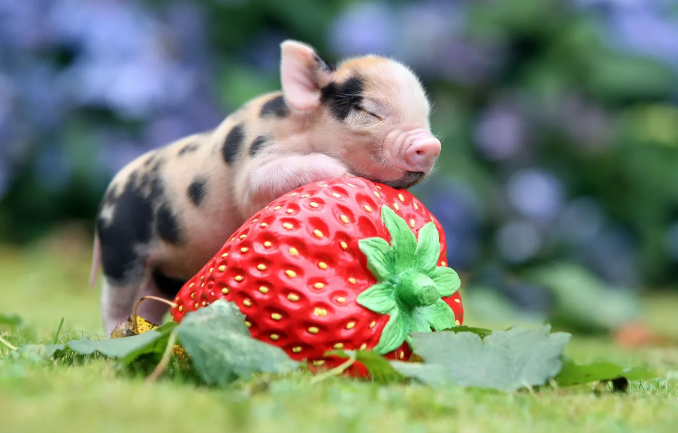 Photo wallpaper strawberry, berry, pig