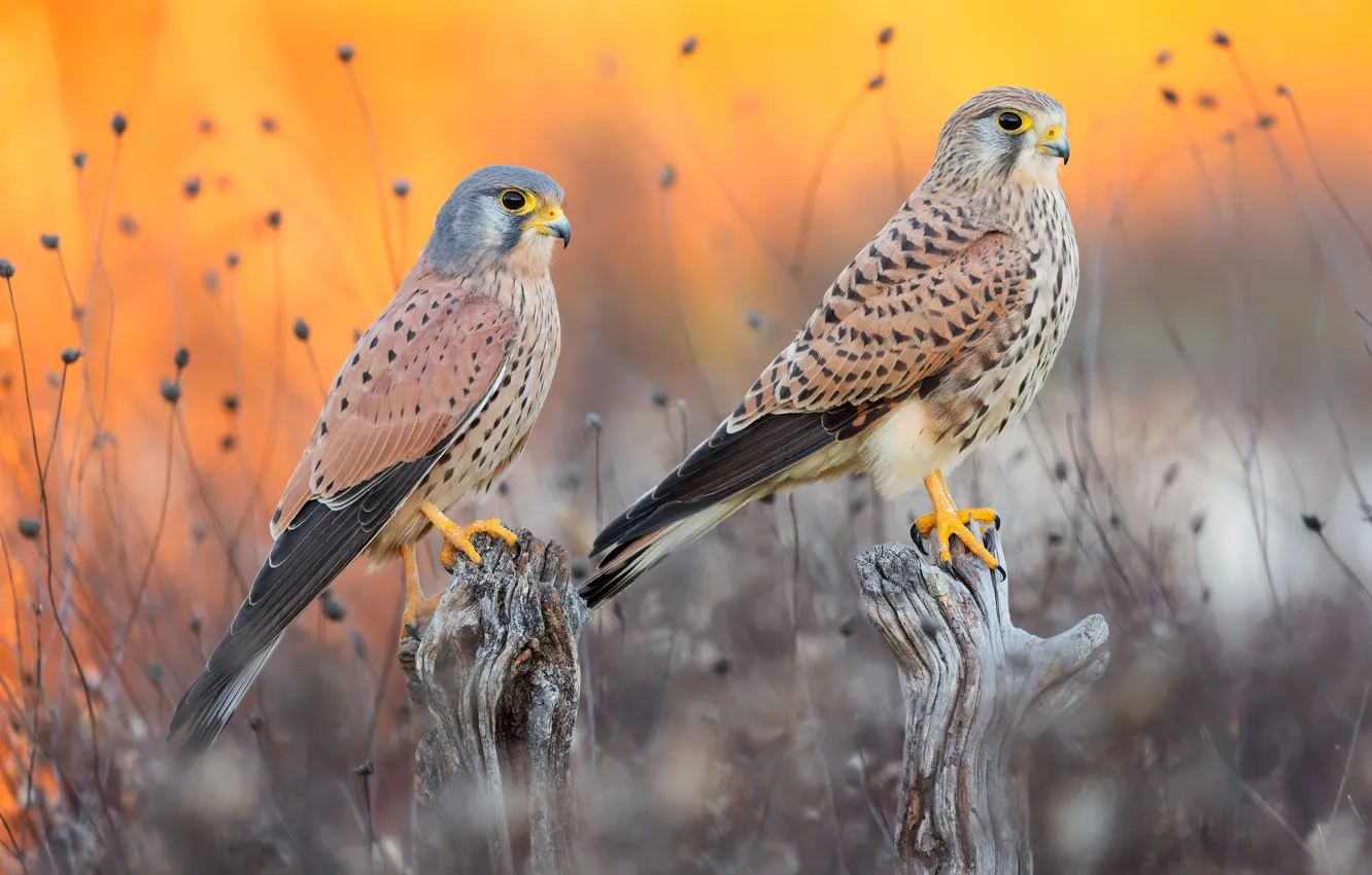 Photo wallpaper bird, pair, Falcon