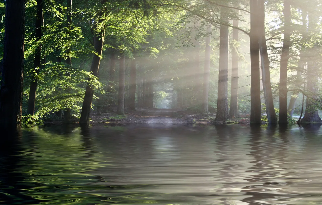 Photo wallpaper forest, the sun, rays, river