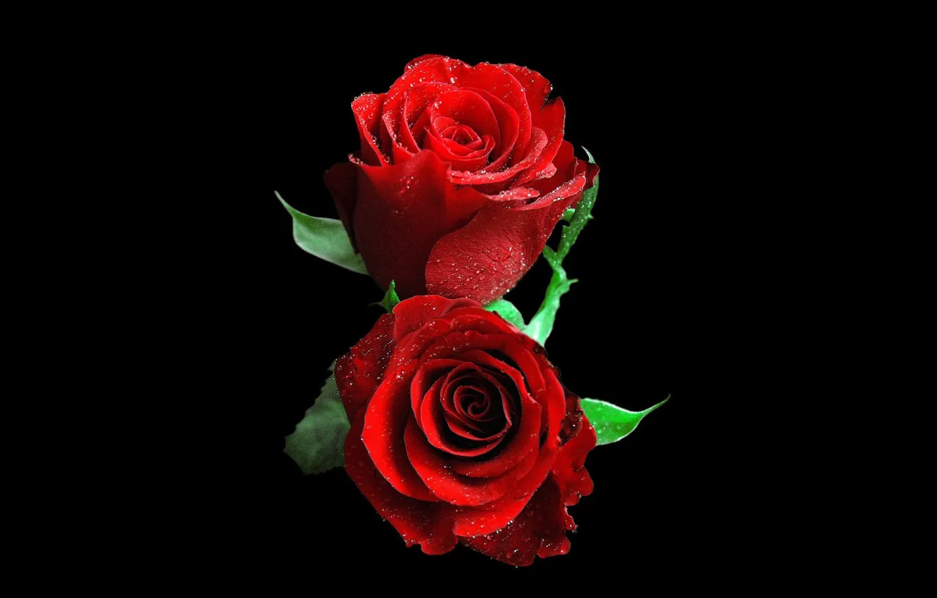 Photo wallpaper roses, pair, black background