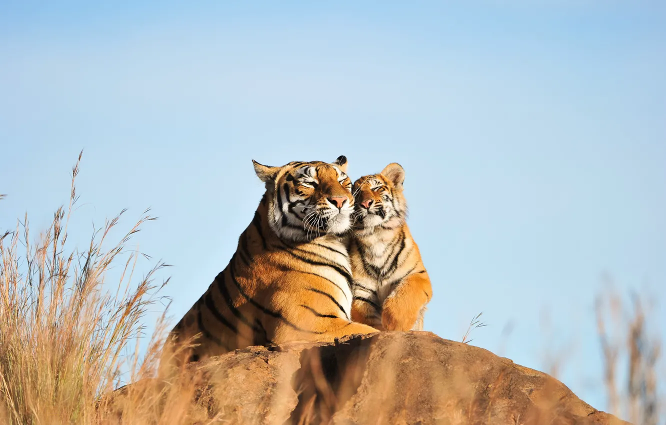 Photo wallpaper the sky, tiger, stones, weasel, cub, a couple, mom, tigress