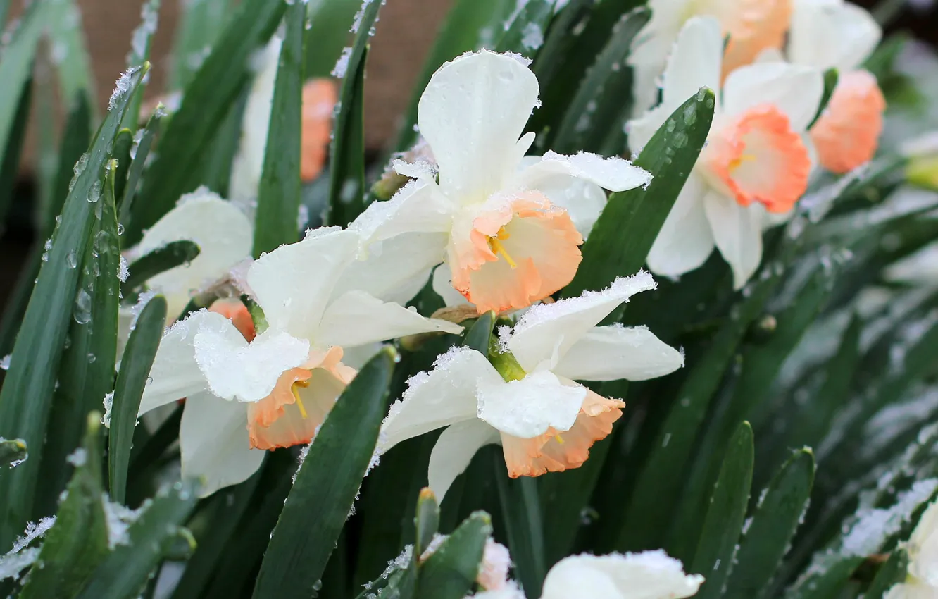Photo wallpaper leaves, drops, snow, flowers, spring, white, daffodils