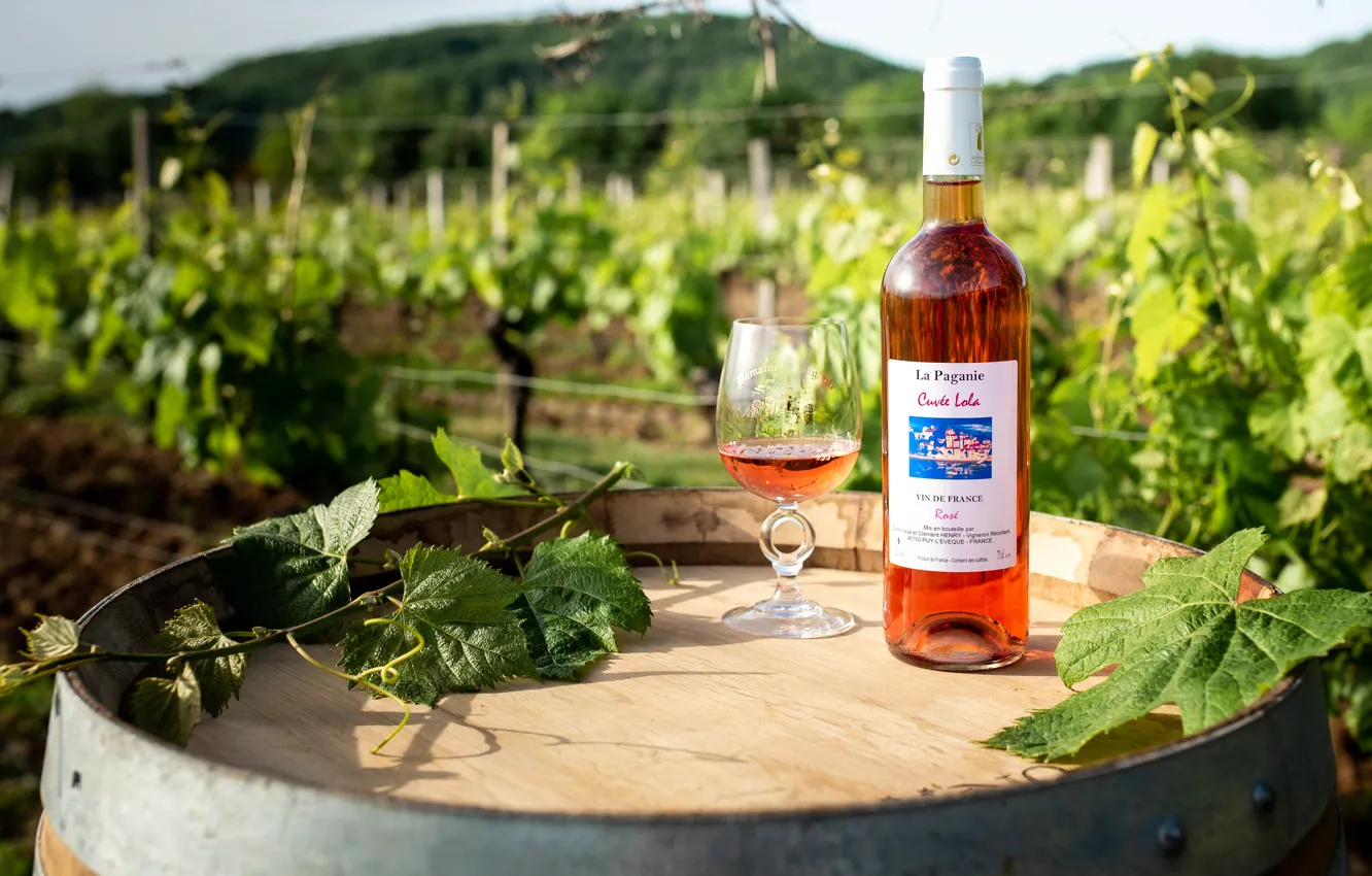 Photo wallpaper wine, France, glass, vineyard, rose, barrel, vine, Puy-the Bishop