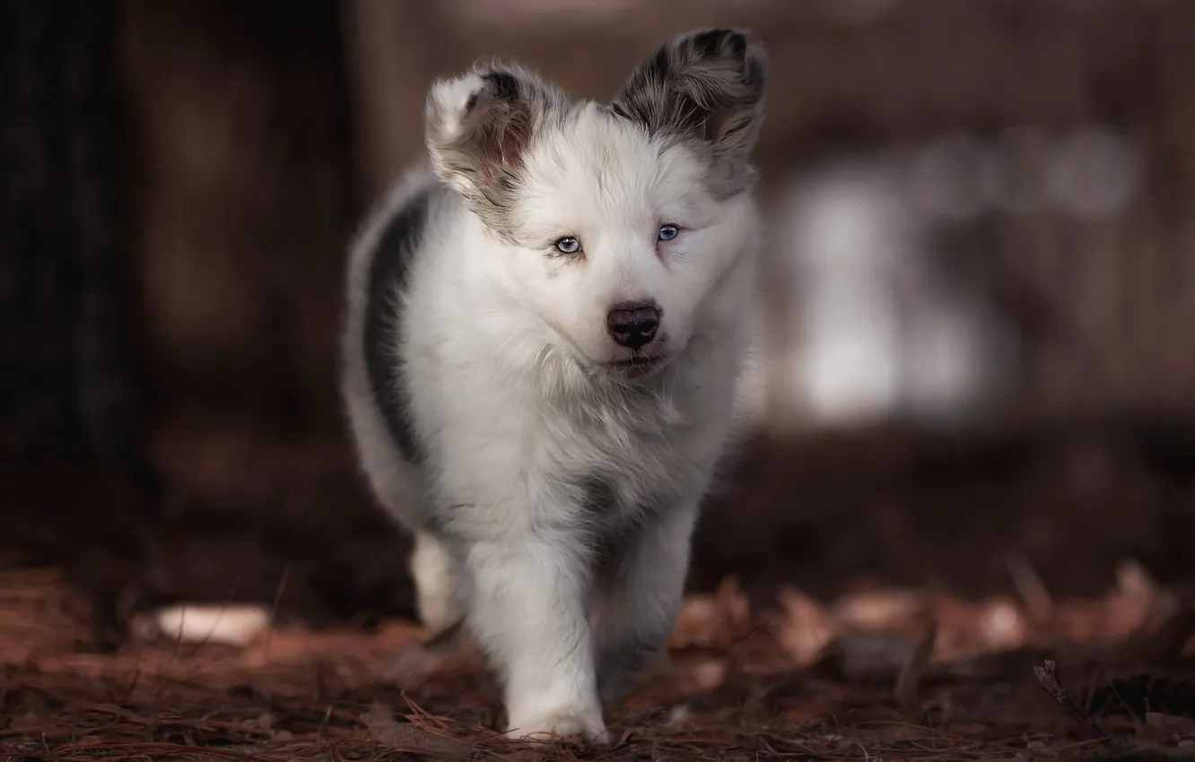 Photo wallpaper autumn, white, look, face, leaves, light, nature, pose