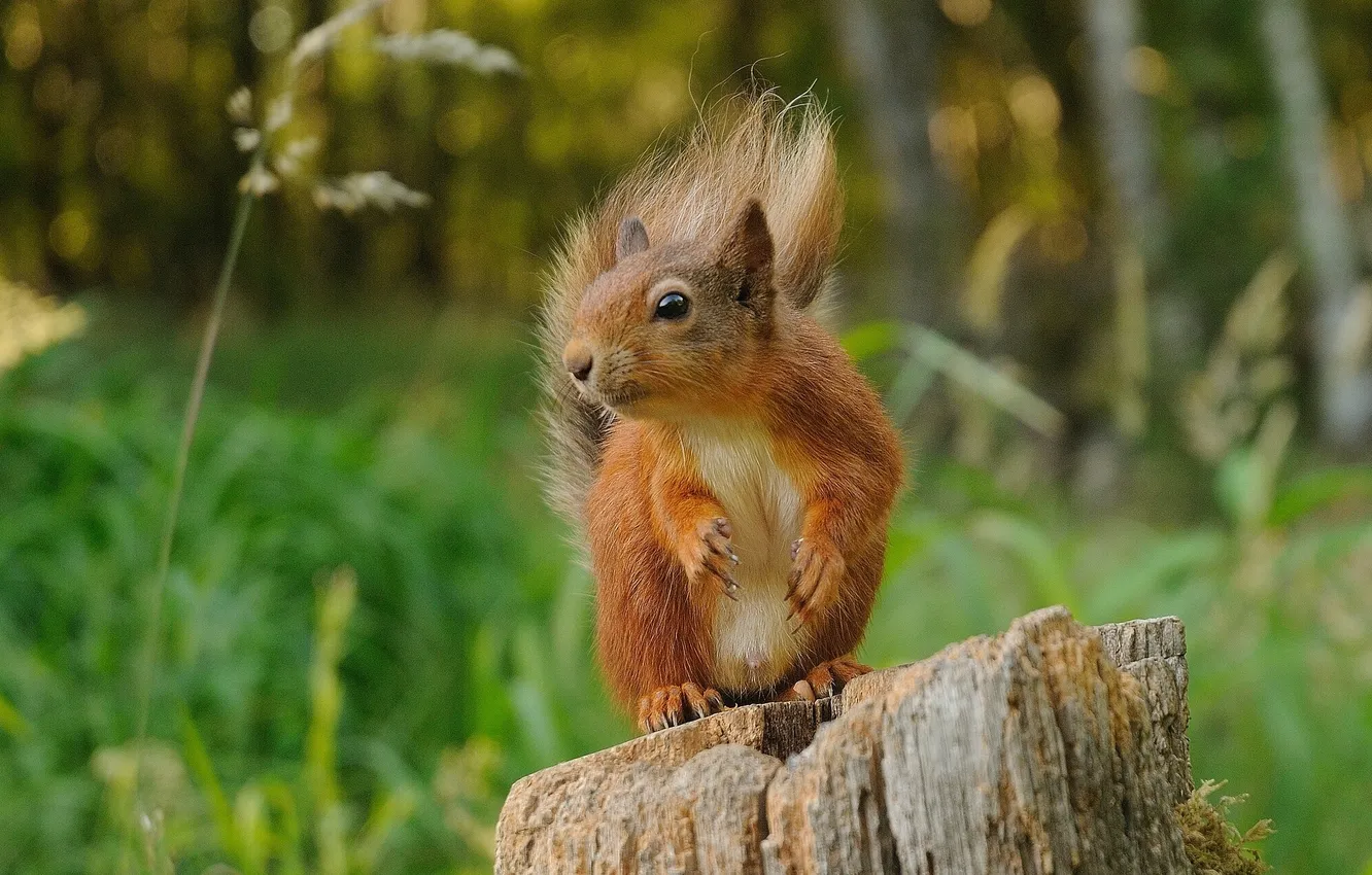 Photo wallpaper stump, protein, red