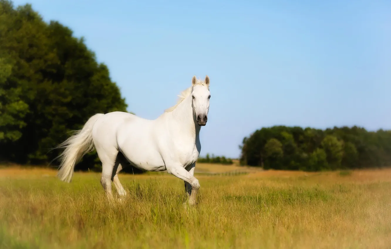 Photo wallpaper field, white horse, Holsteiner, tribal