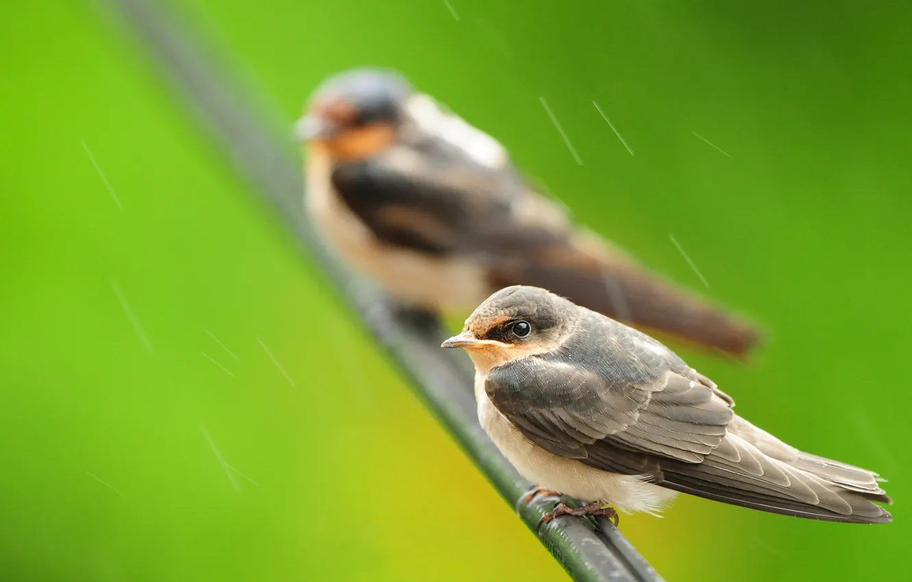 Photo wallpaper nature, rain, bird, branch