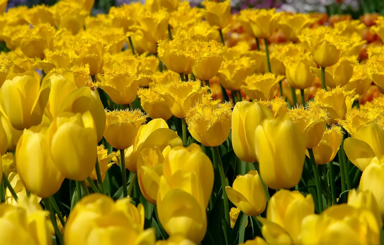 Photo wallpaper yellow, tulips, buds, a lot