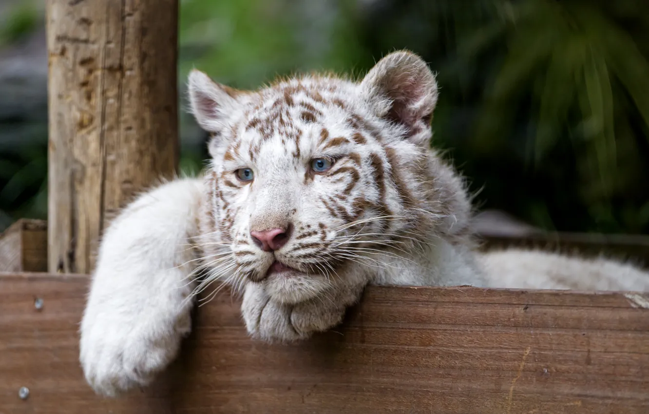 Photo wallpaper cat, look, kitty, blue eyes, white tiger, tiger, ©Tambako The Jaguar
