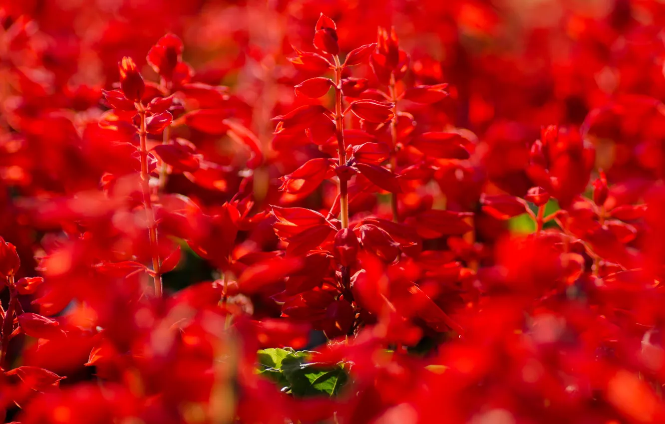 Photo wallpaper summer, flowers, red, Salvia
