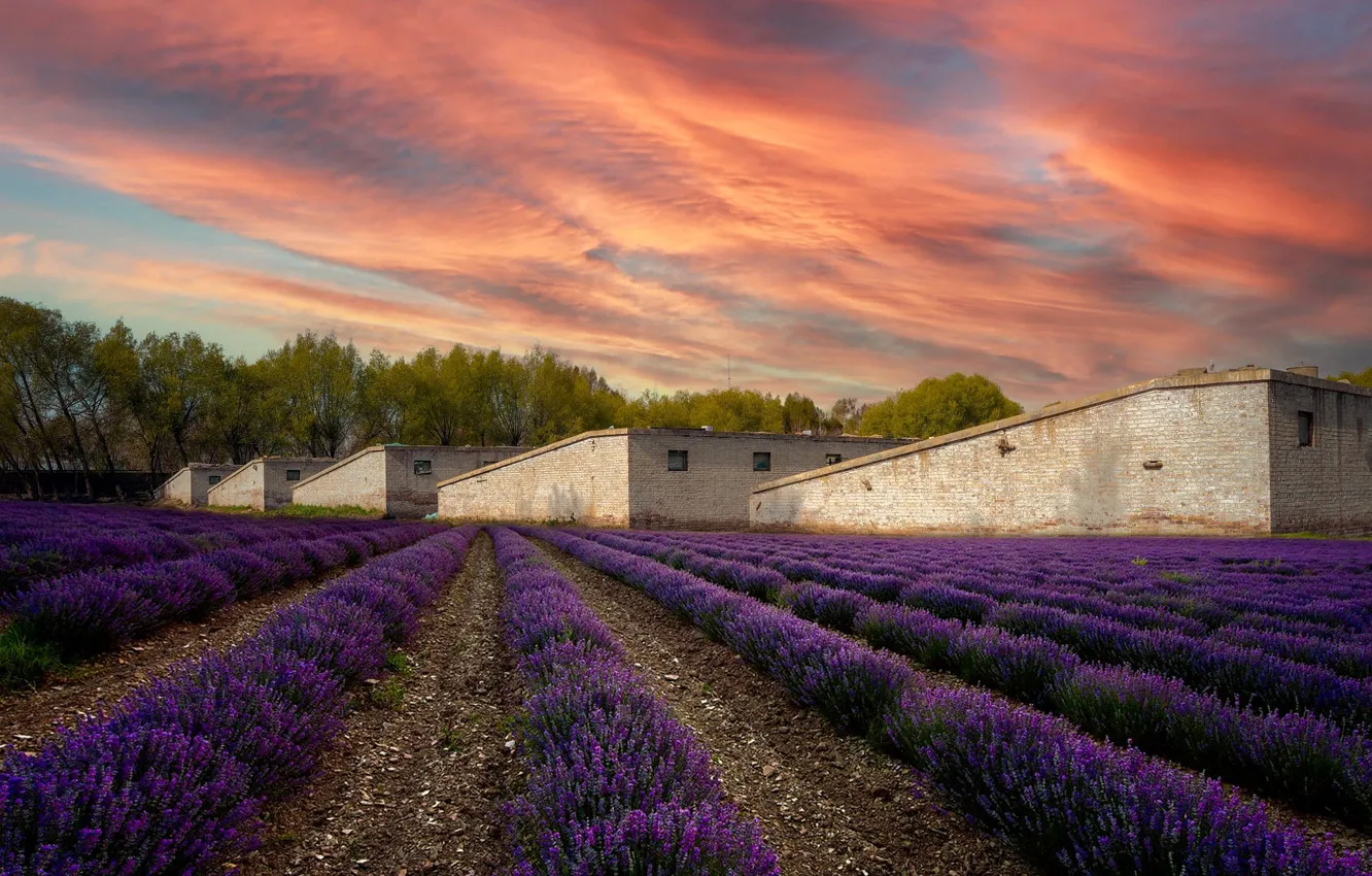 Photo wallpaper flowers, building, home, structure, the ranks, farm, lavender, plantation