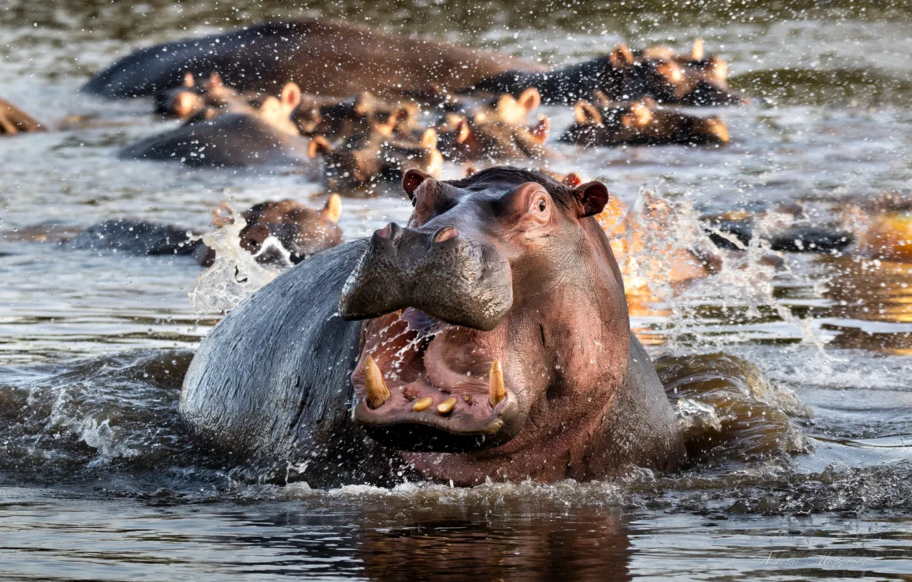 Photo wallpaper water, mouth, Hippopotamus, teeth