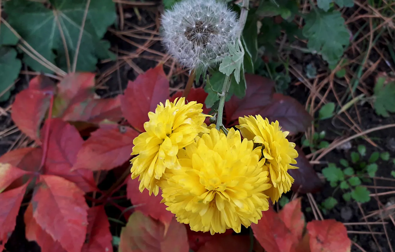 Photo wallpaper autumn, dandelion, falling leaves, chrysanthemum
