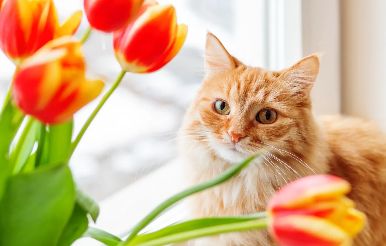 Photo wallpaper cat, cat, face, flowers, portrait, bouquet, spring, window