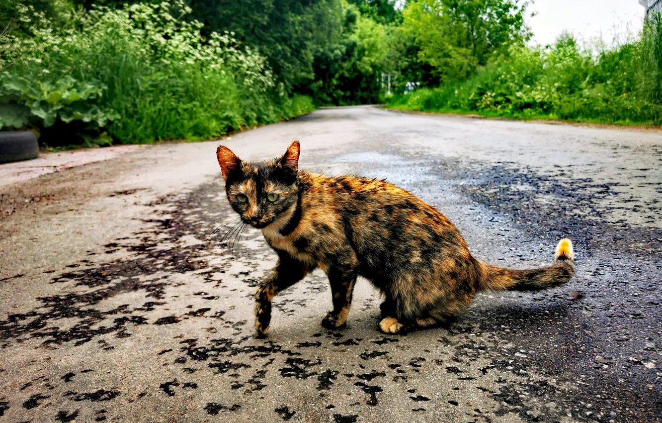 Photo wallpaper road, trees, animal, Russia, kitty, Artem