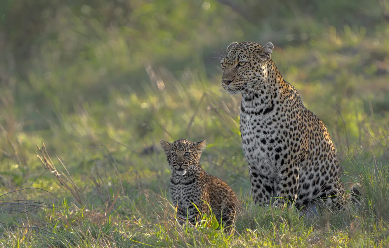 Photo wallpaper grass, leopard, cub, kitty, wild cats