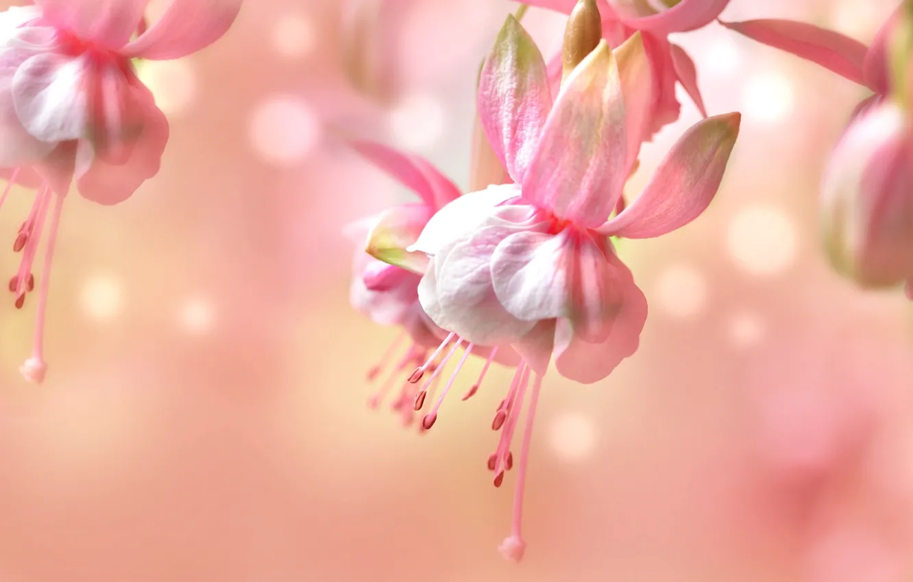 Photo wallpaper macro, tenderness, pink, fuchsia
