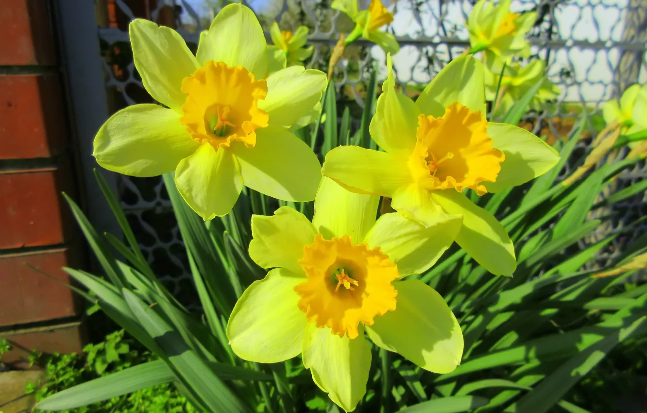 Photo wallpaper flowerbed, daffodils, spring 2018, Mamala ©