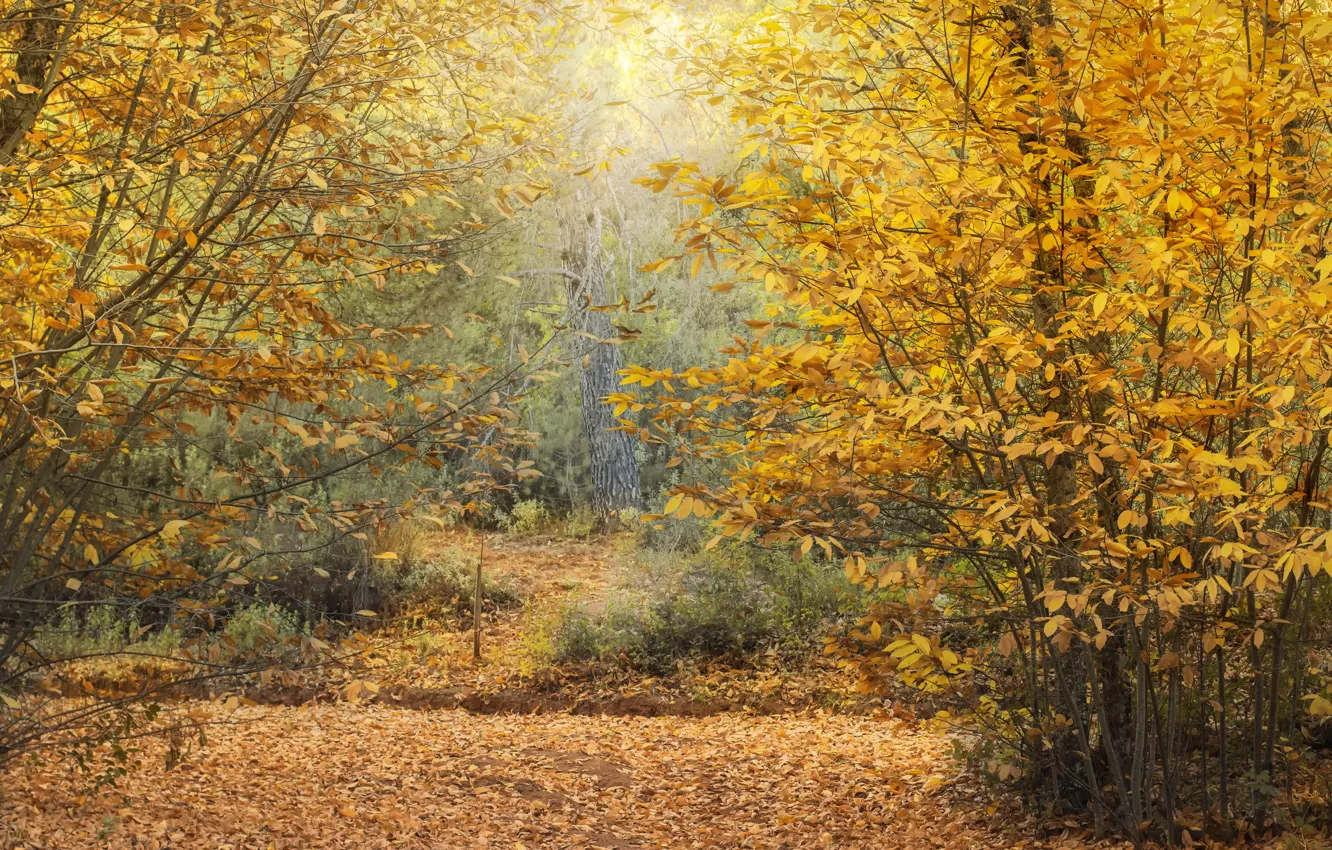 Photo wallpaper autumn, forest, chestnuts