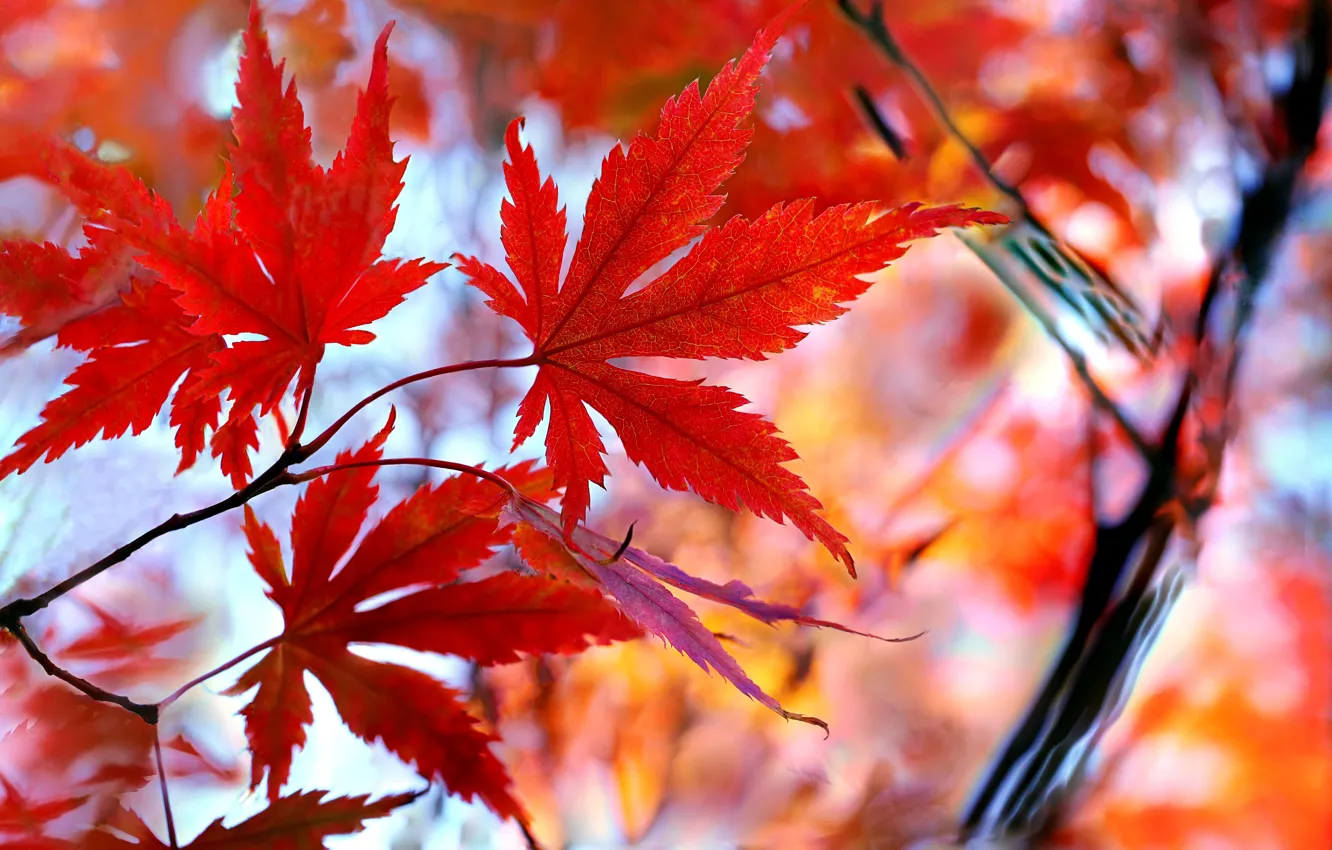 Photo wallpaper autumn, leaves, maple, the crimson